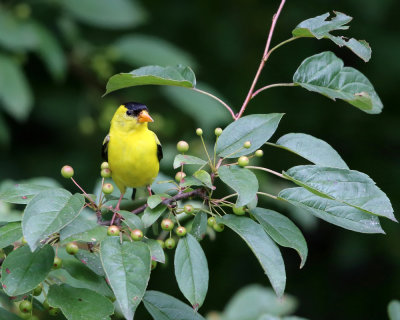 American Goldfinch - Spinus tristis