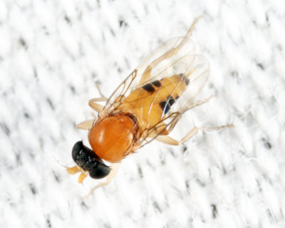 Ant-decapitating Fly - Apocephalus sp.