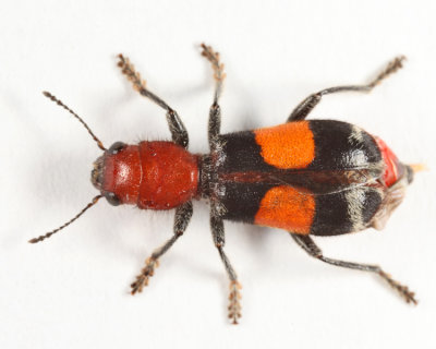 Enoclerus muttkowskii