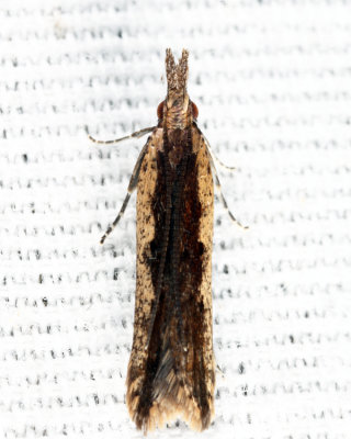 2281 - Palmerworm Moth - Dichomeris ligulella