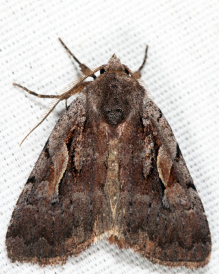 10968 - Northern Variable Dart - Xestia badicollis