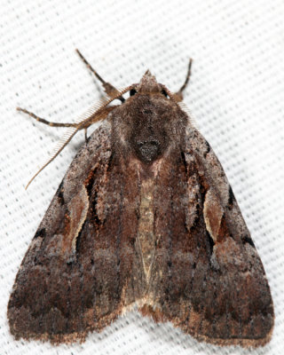 10968 - Northern Variable Dart - Xestia badicollis