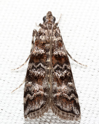 5852 - Zimmerman Pine Moth - Dioryctria zimmermani