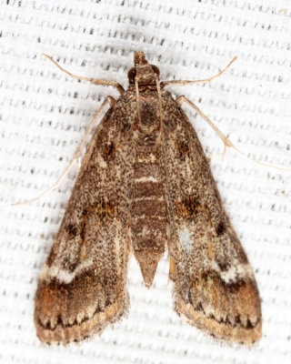 4760 - Obscure Pondweed Moth - Parapoynx obscuralis