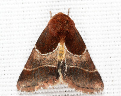 11128 - Arcigera Flower Moth - Schinia arcigera