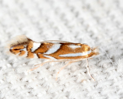 Phyllonorycter sp.