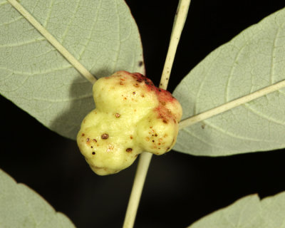 Sumac Gall Aphid - Melaphis rhois