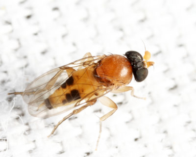 Ant-decapitating Fly - Apocephalus sp.