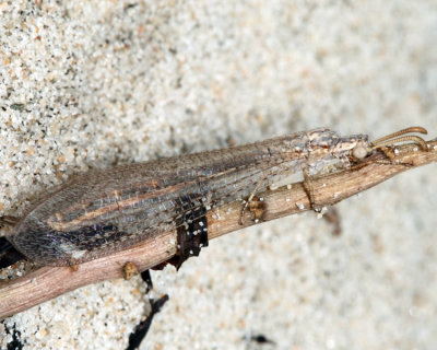 Antlions - Myrmeleontidae
