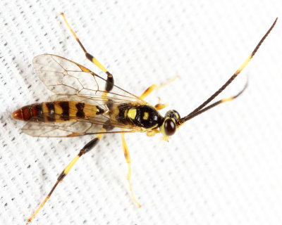 Cratichneumon paratus 