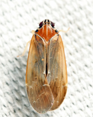 Synecdoche impunctata