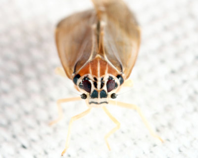 Synecdoche impunctata