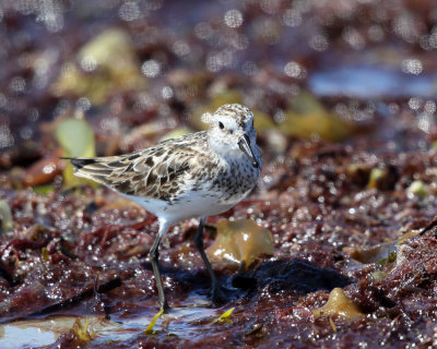 Semipalmated Sandpiper - Calidris pusilla