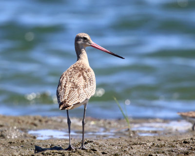 Marbled Godwit - Limosa fedoa