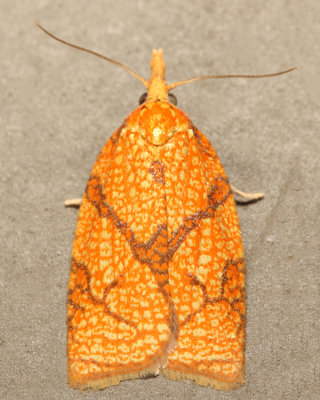 3720 – Reticulated Fruitworm Moth – Cenopis reticulatana