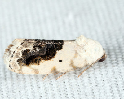 9095 - Small Bird-dropping Moth - Ponometia erastrioides