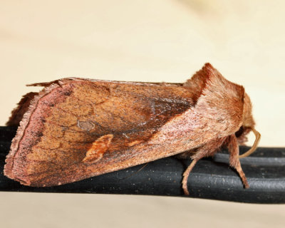 9526 - Pickerelweed Borer Moth - Bellura densa