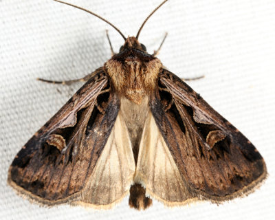 10674 - Subgothic Dart Moth - Feltia subgothica