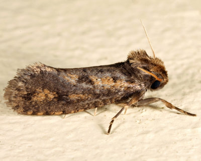 0373 - Clemens' Grass Tubeworm Moth - Acrolophus popeanella