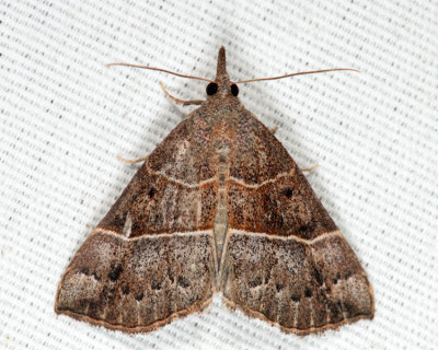 8446 - Deceptive Hypena - Hypena deceptalis