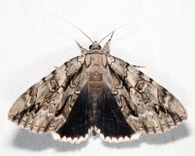 8788 – Yellow-gray Underwing – Catocala retecta