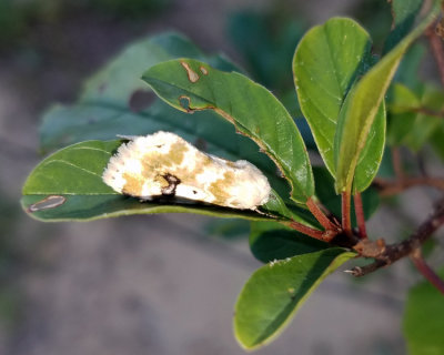 11177 – Goldenrod Flower Moth – Schinia nundina