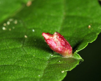 Eriophyes tiliae (gall on Linden)