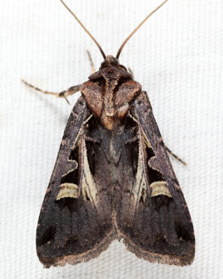 10676 - Master's Dart - Feltia herilis