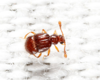 Decarthron sp.