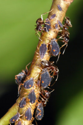 Pterocomma smithiae
