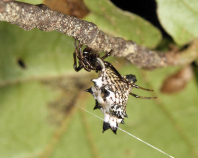 Spined Micrathena - Micrathena gracilis