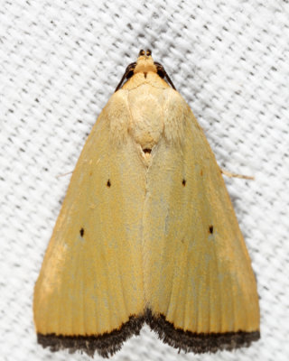 9044 - Black-bordered Lemon Moth - Marimatha nigrofimbria