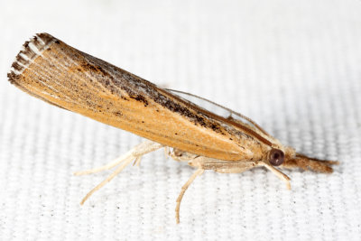 5413 - Sod Webworm Moth - Pediasia trisecta