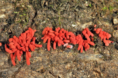  Carnival Candy Slime Mold - Arcyria denudata 