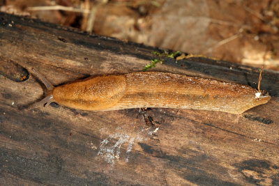 Western Dusky Slug - Arion subfuscus 