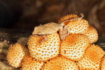 Pholiota squarrosa