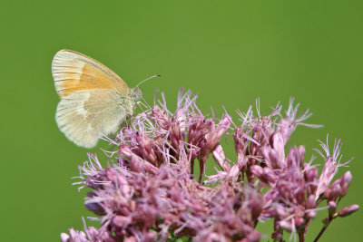 Common Ringlet - Coenonympha tullia