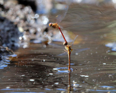 Autumn Meadowhawks - Sympetrum vicinum