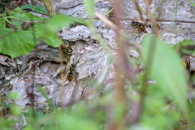 Common Aerial Yellowjacket - Dolichovespula arenaria