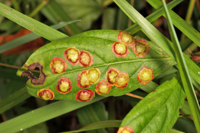 Parallelodiplosis subtruncata (leaf galls)