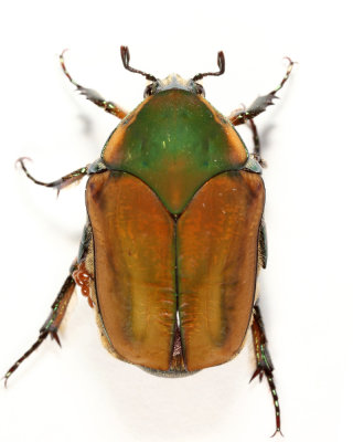 Green June Beetle - Cotinis nitida