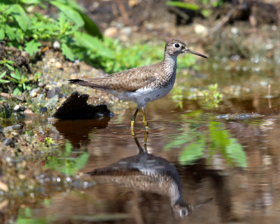 Solitary Sandpiper - Tringa solitaria