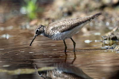 Solitary Sandpiper - Tringa solitaria