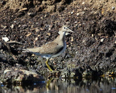 Solitary Sandpiper - Tringa solitaria