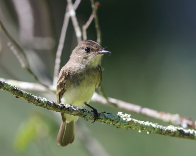 Eastern Phoebe - Sayornis phoebe