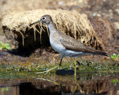 Solitary Sandpiper - Tringa solitaria