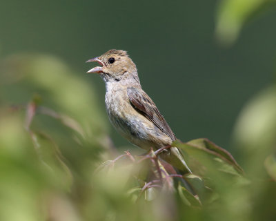 Indigo Bunting - Passerina cyanea