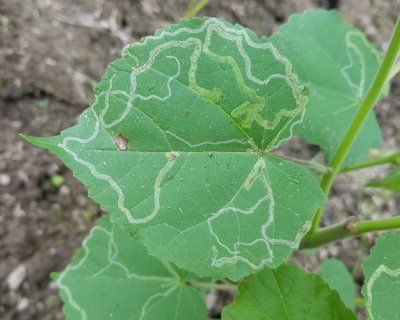 Calycomyza malvae (leaf-mining fly)