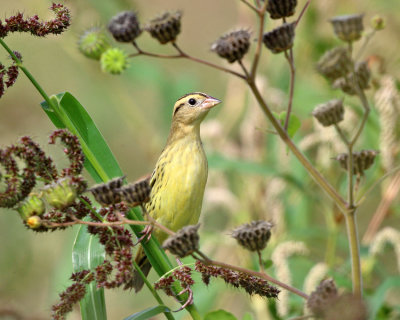 Bobolink - Dolichonyx oryzivorus