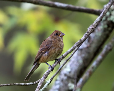 Indigo Bunting - Passerina cyanea